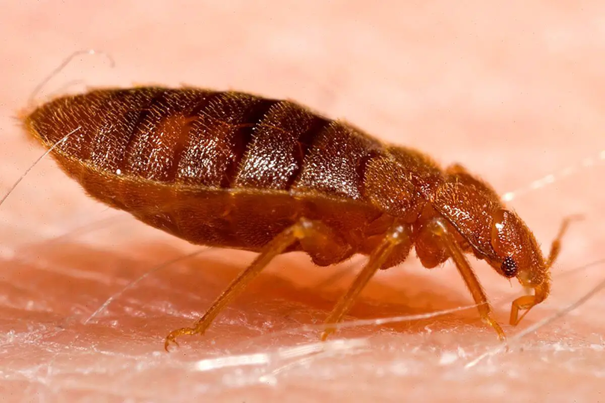 Will Putting Pillows In The Dryer Kill Bed Bugs?
