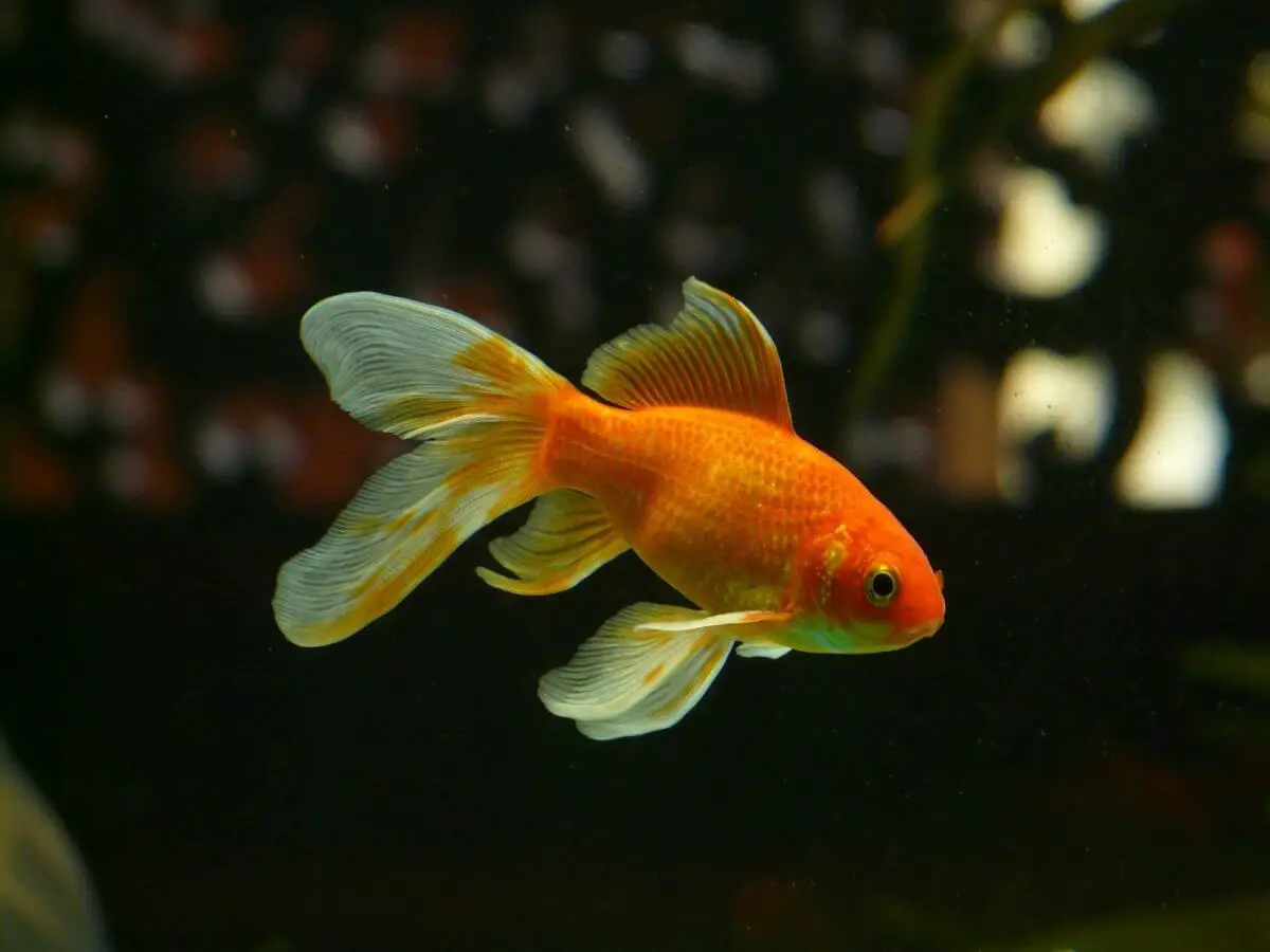 Java Moss And Goldfish: What You Need To Know