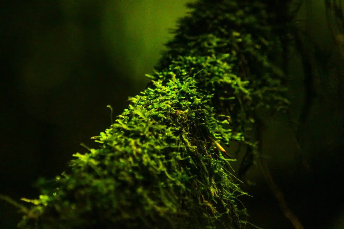 java moss turning brown