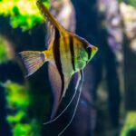 PLA Filament Aquarium Safe [Tips & Recommendations]
