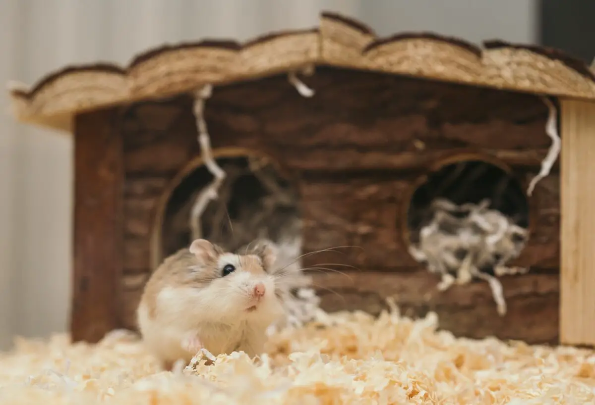 Do Hamsters Stink Up Your Room?