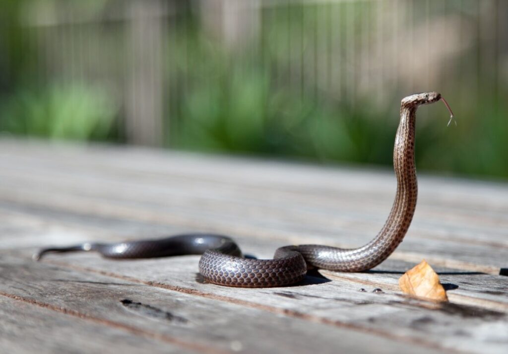 Do Hot Tubs Attract Snakes? [2 Points] WhoSpilled