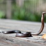 Do Hot Tubs Attract Snakes? [2 Points]