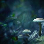 Is Reishi A Psychedelic? [3 More Findings]