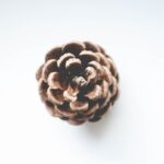 Are Pine Cones Toxic? [3 Considerations]