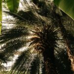 Can You Eat Palm Tree Leaves? [3 Tips]