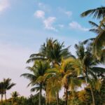 How Long Do Palm Leaves Last? [3 Factors]
