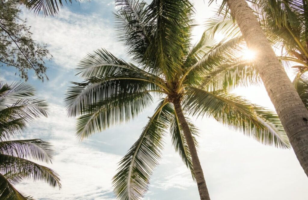 How Often Should Palm Trees Be Watered? [3 Considerations] WhoSpilled