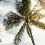 How Often Should Palm Trees Be Watered?