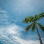Is My Palm Tree Dead? [3 Factors To Look At]