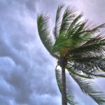 Is Palm Tree And Coconut Tree The Same? [3 Factors]