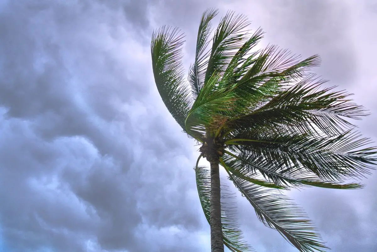 Is Palm Tree And Coconut Tree The Same?