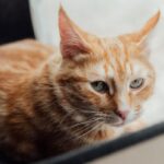 Are Cats Clean After Pooping? [3 Factors]