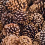 Are Pine Cones Good Fire Starters? [3 Reasons]