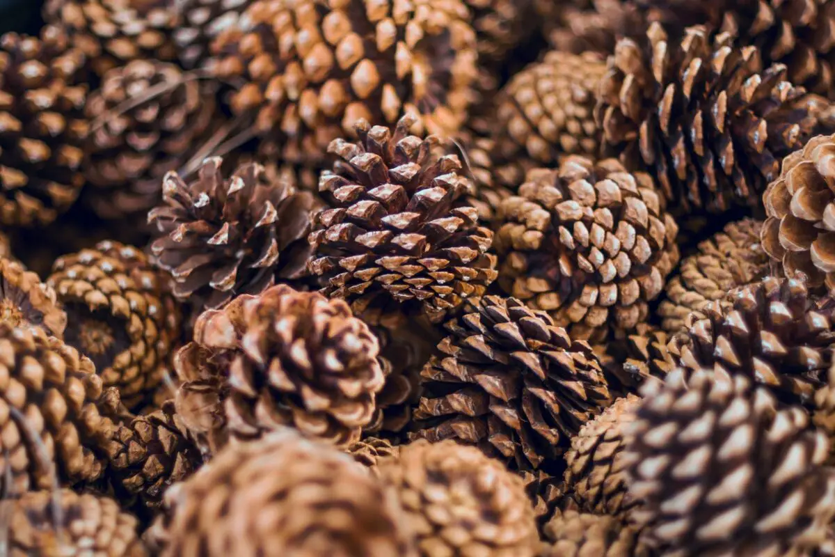 Are Pine Cones Good Fire Starters?