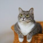 Can I Use Fairy Liquid To Wash My Cat? [3 Things]
