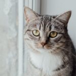 Can You Use Human Dry Shampoo On Cats? [3 Factors]