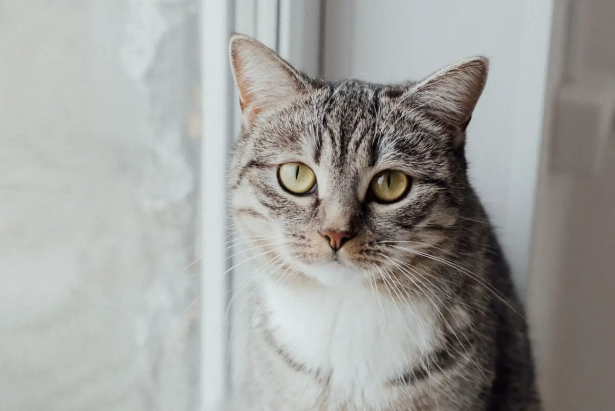 Can You Use Human Dry Shampoo On Cats?