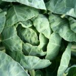 Can Diabetics Eat Cabbage? [3 Factors]