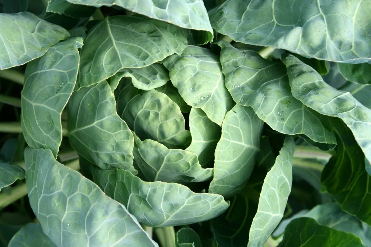 can-diabetics-eat-cabbage