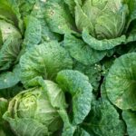 Should Cabbage Be Refrigerated? [3 Tips]