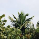Can Tropical Plants Survive Outside