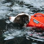 Can you put a human life jacket on a dog