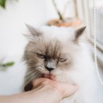 Do cats miss their owners when rehomed